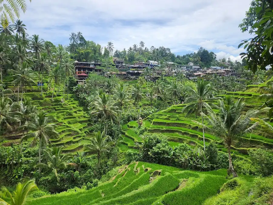 Tegalalang Rice Terrace surrounded by palm trees and lush greenery